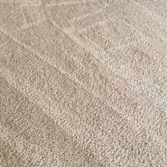 Close-up of carpet fibers after stain and pet odor treatment, Complete Carpet Care pet stain removal in Brandon, FL