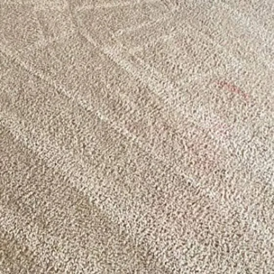 Carpet stain area treated with pet stain and odor removal